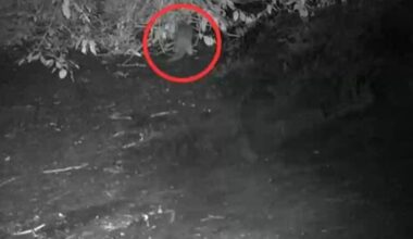 Bronx Zoo camera captures first sighting of river otter since early 1900s