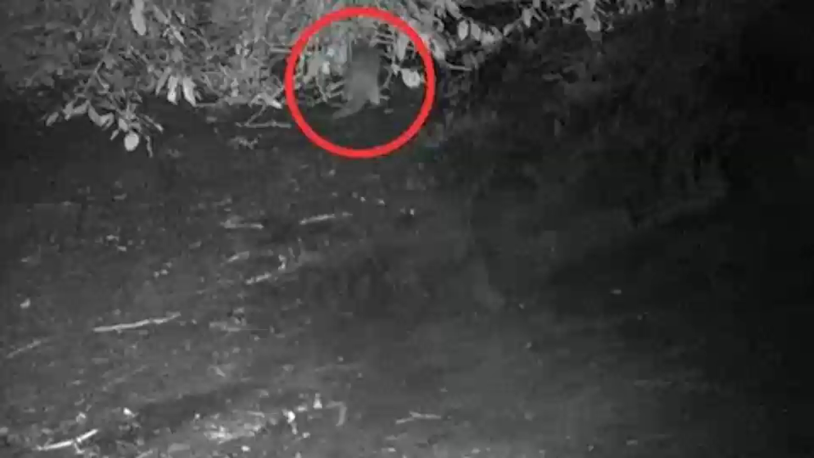 Bronx Zoo camera captures first sighting of river otter since early 1900s