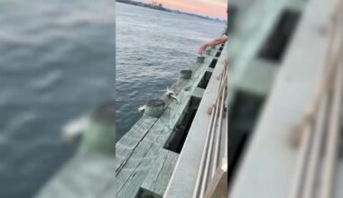 Little shark pulled from the Hudson River around NYC