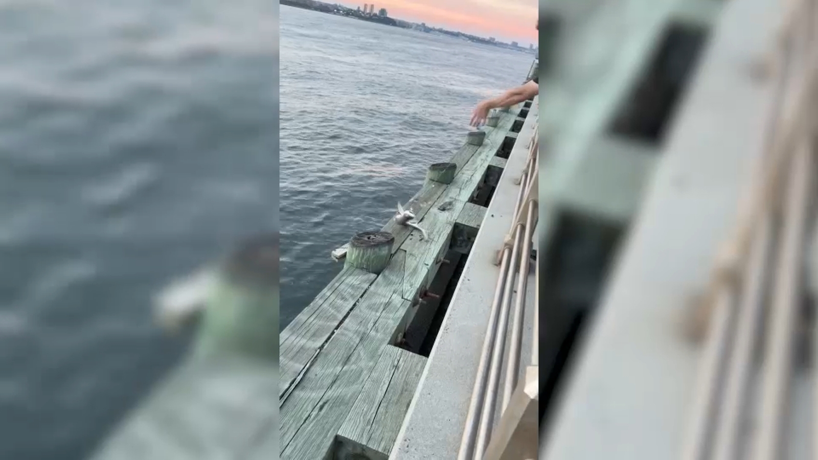 Little shark pulled from the Hudson River around NYC