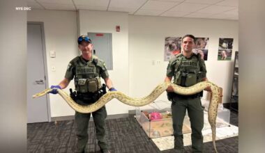 Brooklyn man ticketed after showing off illegal Burmese python near Coney Island boardwalk
