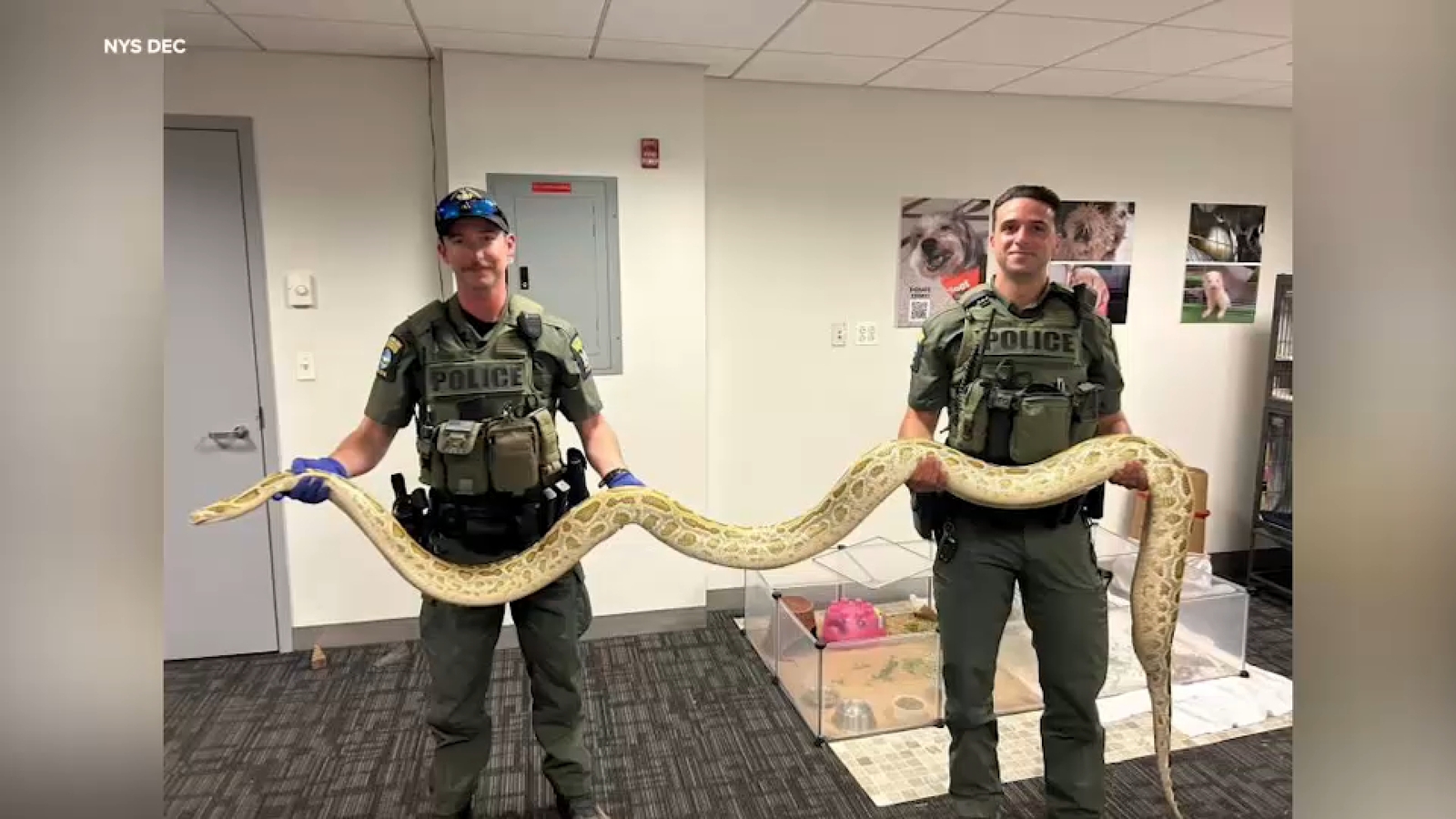Brooklyn man ticketed after showing off illegal Burmese python near Coney Island boardwalk