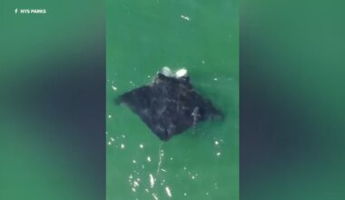 Jones Beach manta ray: Massive oceanic manta ray spotted feeding off Long Island coast