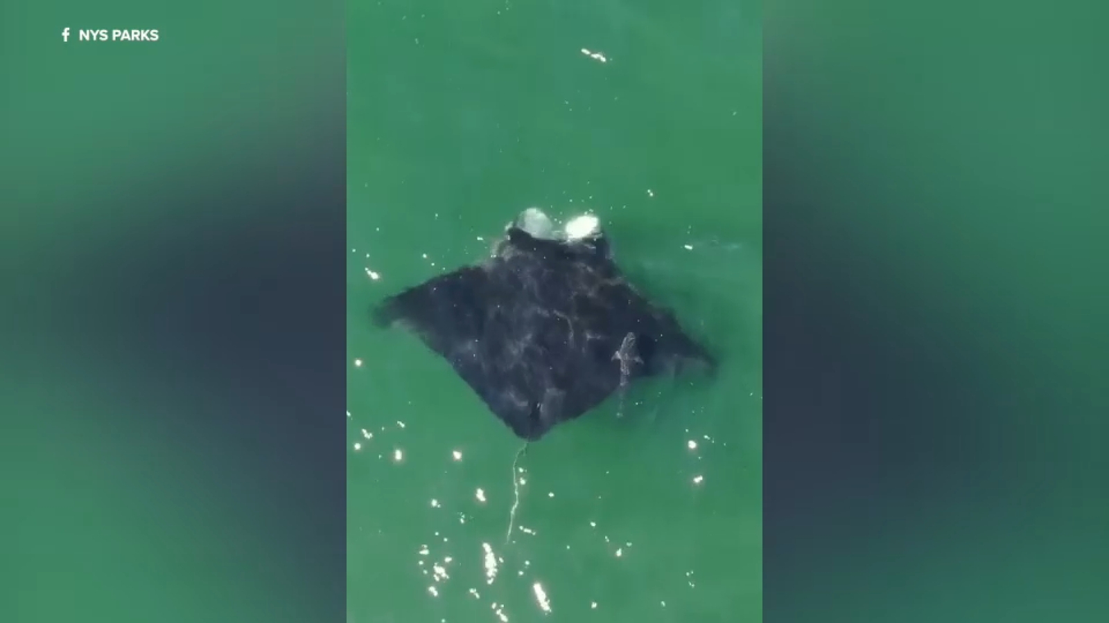 Jones Beach manta ray: Massive oceanic manta ray spotted feeding off Long Island coast