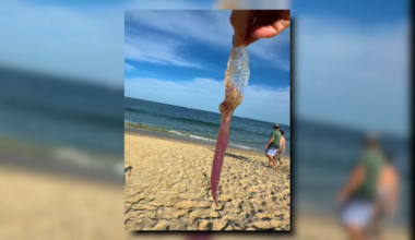 Painful jellyfish encounters reported at Manasquan beaches