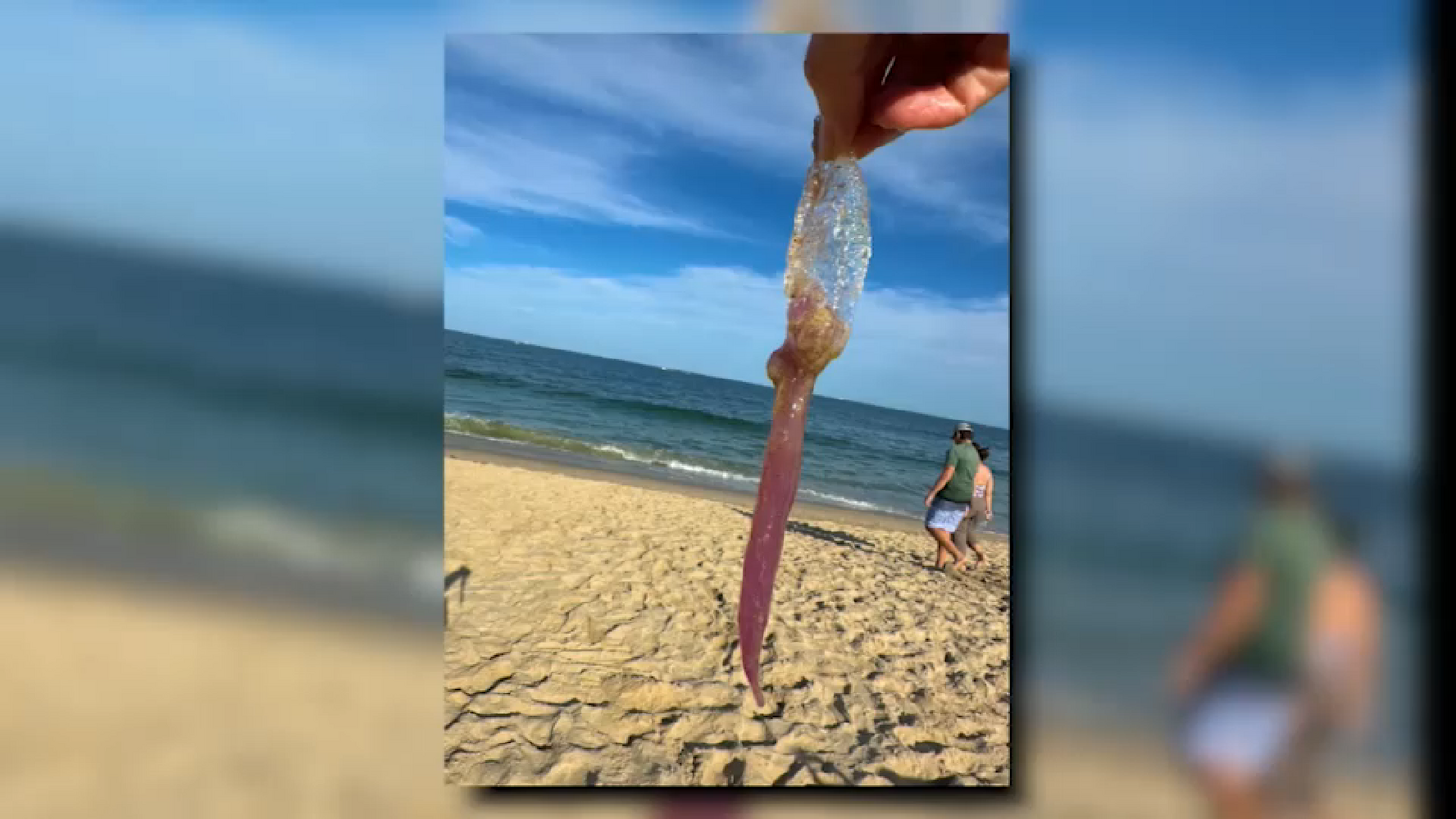 Painful jellyfish encounters reported at Manasquan beaches