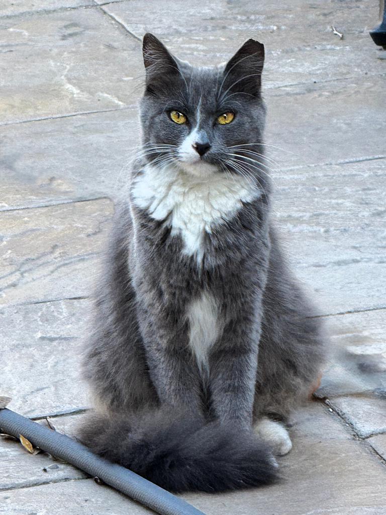 An unowned cat in New York City. Researchers found that over half of the free-roaming cats they captured to spay or neuter in 2023 were infected with at least one parasite.