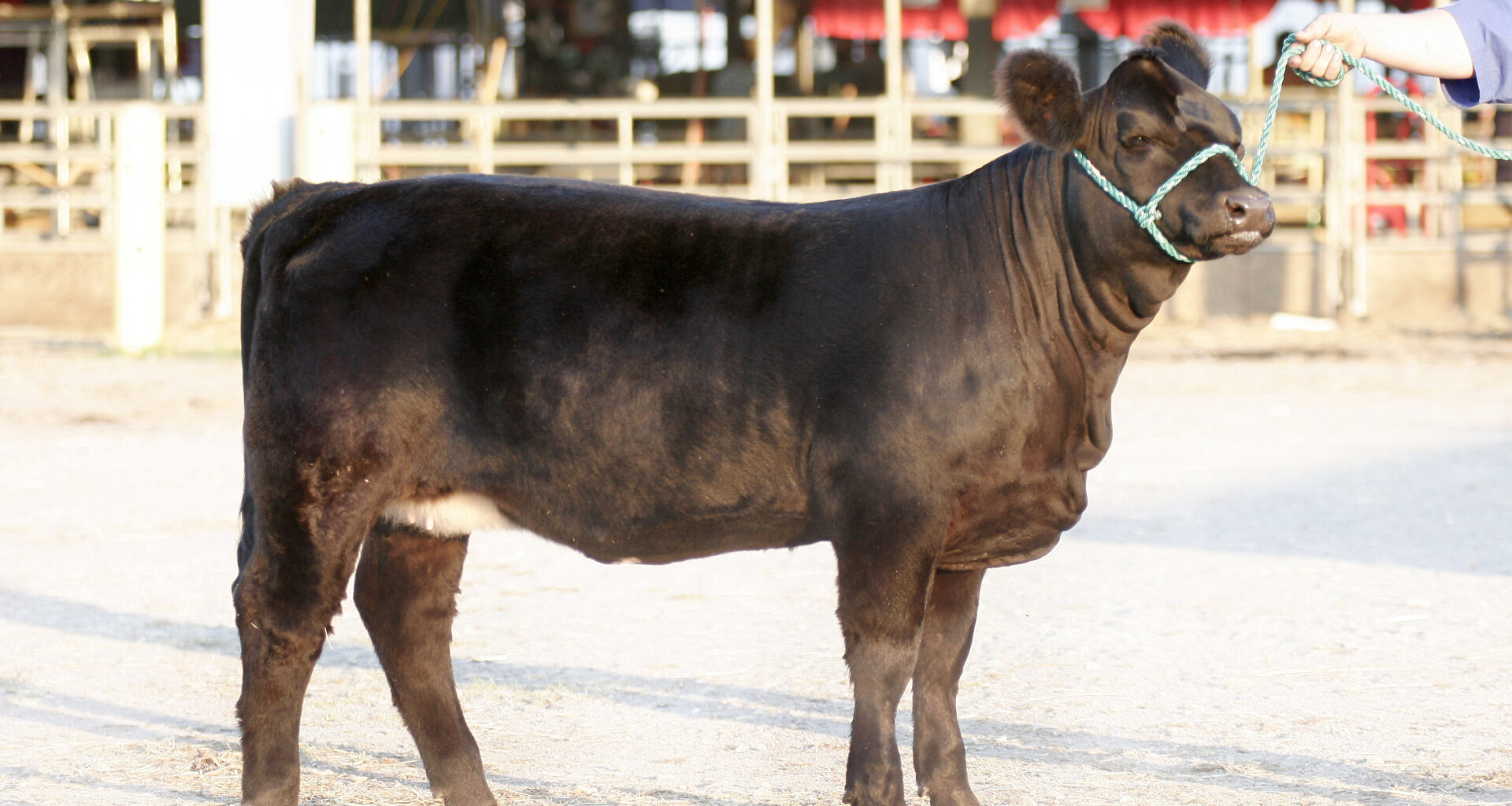 New York's Beef Farmers Celebrated at the Great New York State Fair as Part of 31st Annual Beef Day on September 1