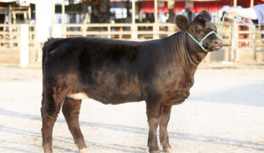 New York's Beef Farmers Celebrated at the Great New York State Fair as Part of 31st Annual Beef Day on September 1