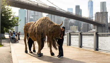 40 Buffalos Will Be Roaming NYC in Free Public Theatrical Event