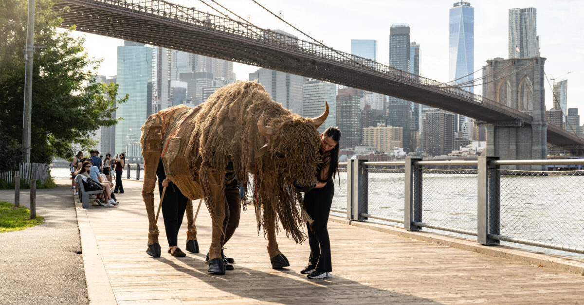 40 Buffalos Will Be Roaming NYC in Free Public Theatrical Event