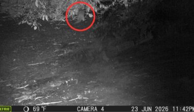 Scientist RJ Hawkins spotted the otter while conducting long-term camera trap monitoring along the river, overseen by the Wildlife Conservation Society.