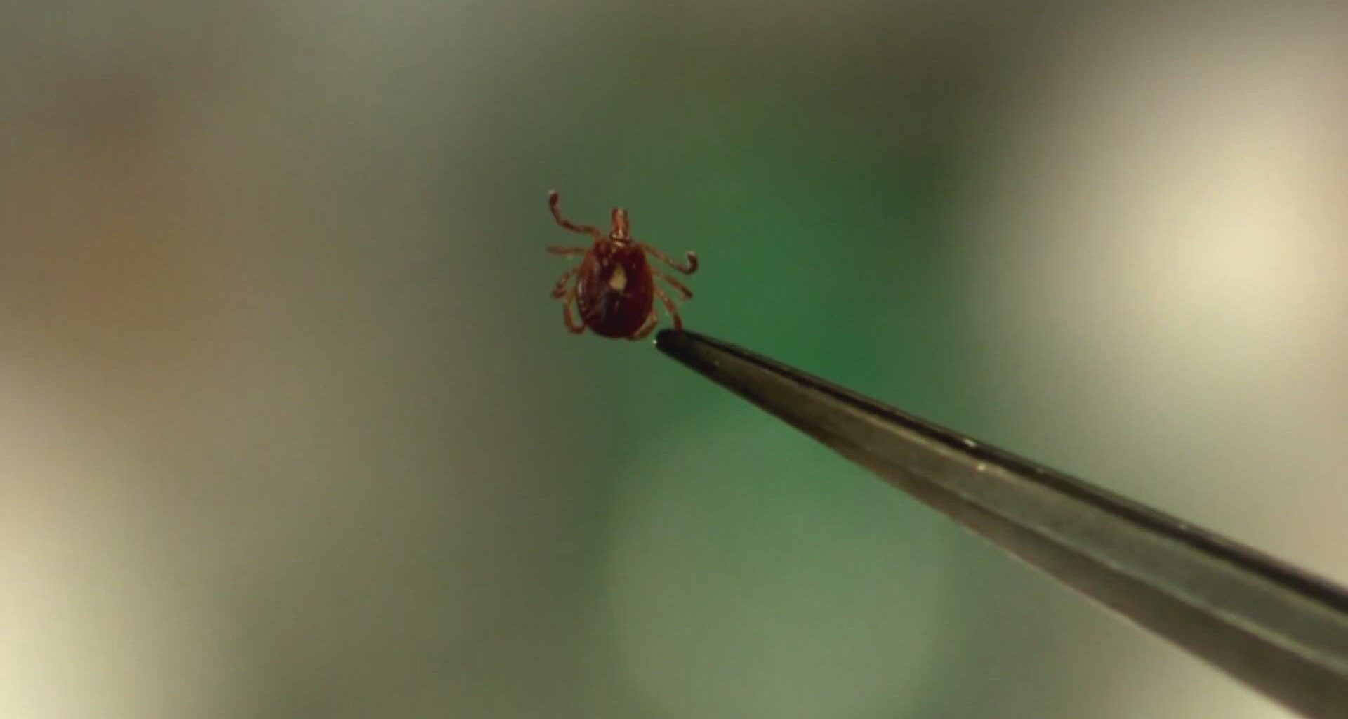 3 cases of tick-borne 'rabbit fever' reported in New York State