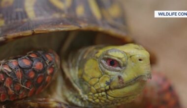 News 12 | Bronx | Bronx Zoo Works To Rehabilitate Hundreds Of Turtles Rescued From Illegal Trade