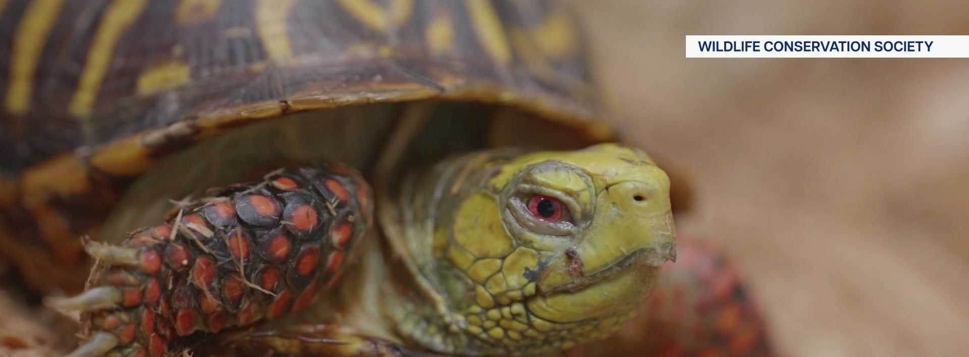 News 12 | Bronx | Bronx Zoo Works To Rehabilitate Hundreds Of Turtles Rescued From Illegal Trade