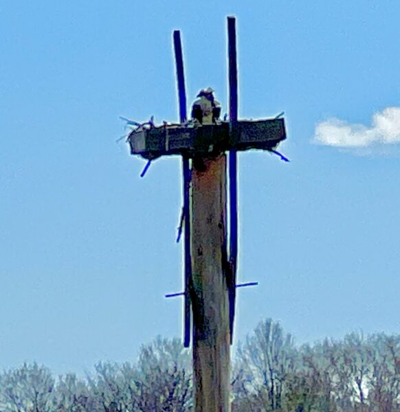 An Osprey is sitting high on its nesting site. Photo: Loretta Chin/Brooklyn Eagle