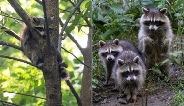 Raccoon terror — cute critter family in Central Park may be rabid killers