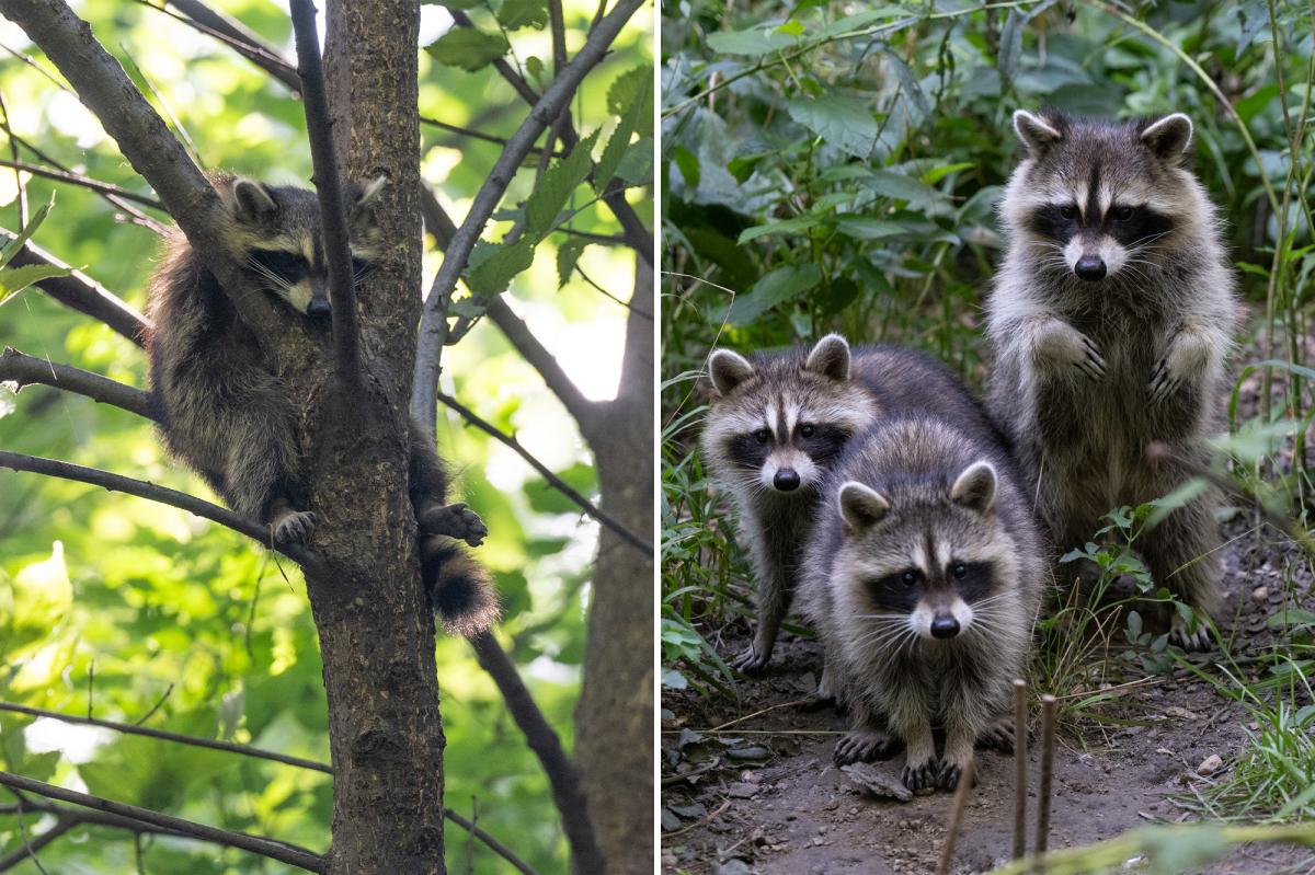 Raccoon terror — cute critter family in Central Park may be rabid killers