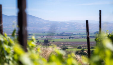 Sales Are So Low, California Wineries Are Burning Their Vineyards