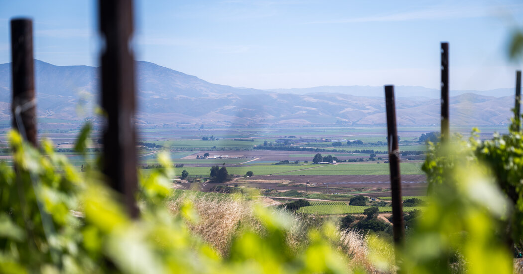 Sales Are So Low, California Wineries Are Burning Their Vineyards