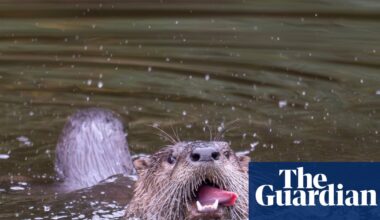 Otters may be back in the Bronx River, but it’s still legal to kill them in New York state | Wildlife