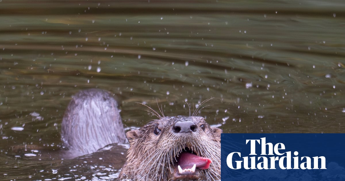 Otters may be back in the Bronx River, but it’s still legal to kill them in New York state | Wildlife