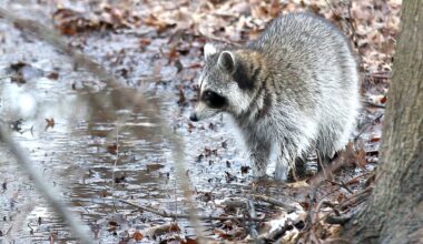 File: Raccoon in 2020