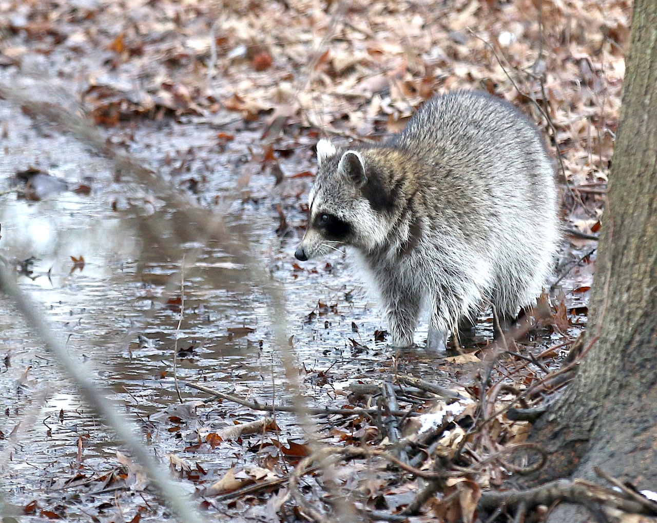 File: Raccoon in 2020