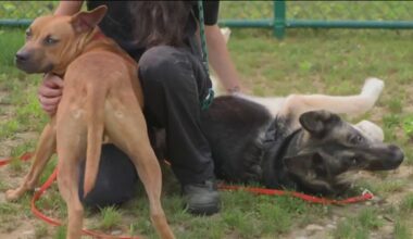 Dogs seen tied to moving car in viral video from Queens ready for their next chapter – NBC New York