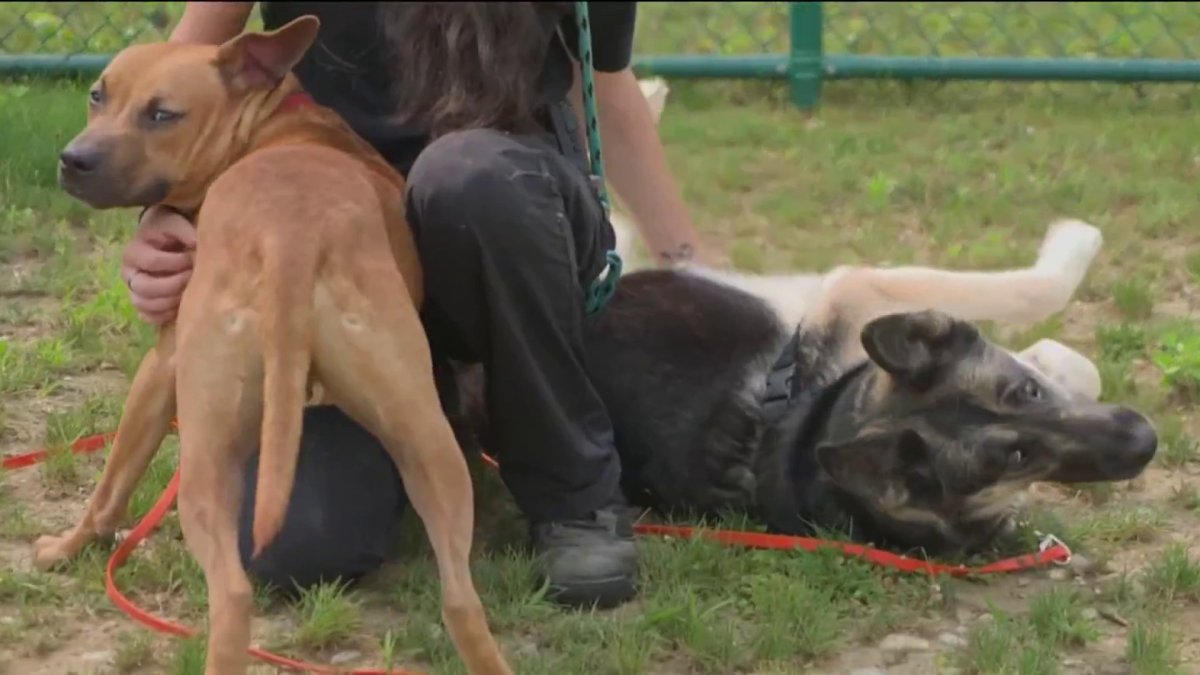 Dogs seen tied to moving car in viral video from Queens ready for their next chapter – NBC New York