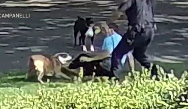 Dix Hills neighbors going to court over pit bull attacks – NBC New York