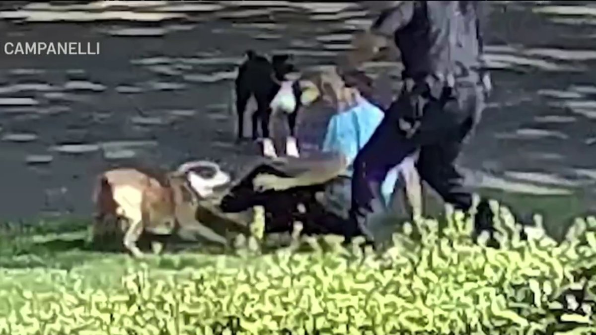 Dix Hills neighbors going to court over pit bull attacks – NBC New York
