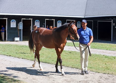 Hip 581, 2026 Fasig-Tipton New York Bred Sale