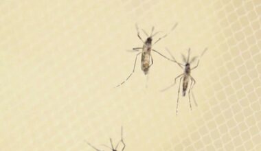 News 12 | Brooklyn | New York City Sees First Human West Nile Case Of The Season