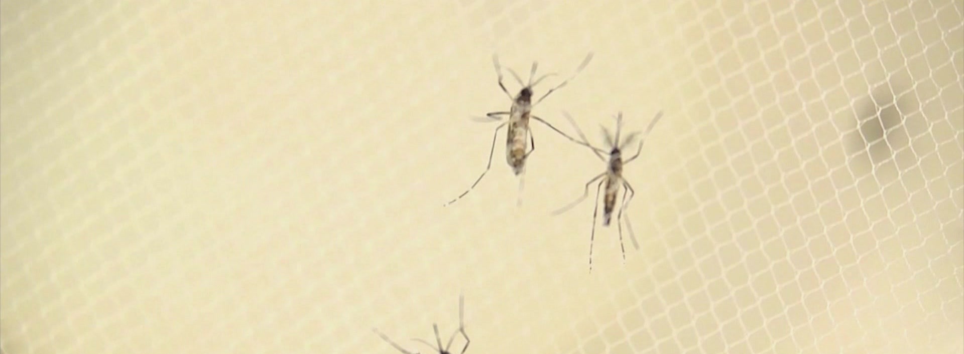 News 12 | Brooklyn | New York City Sees First Human West Nile Case Of The Season