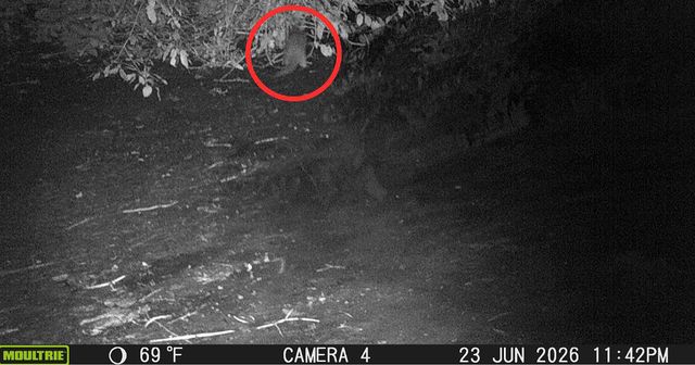 This is a camera trap photograph of a river otter taken on June 23, 2026 in the Bronx River. This is first such sighting of a river otter in the Bronx in 100 years. A local scientist is working with the Wildlife Conservation Society’s Education Department, based at the Bronx Zoo, on this researchCredit: Wildlife Conservation Society Education Department/RJ Hawkins