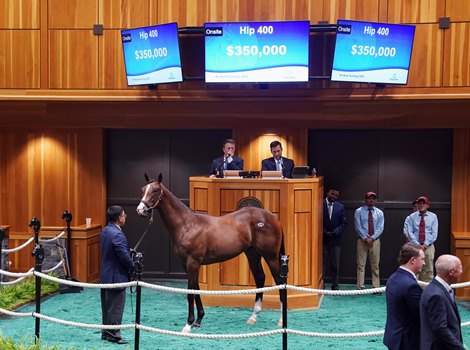 Hip 400, 2026 Fasig-Tipton New York Bred Sale