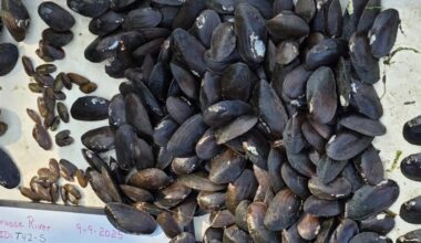 Mussels to return to Grasse River near Massena