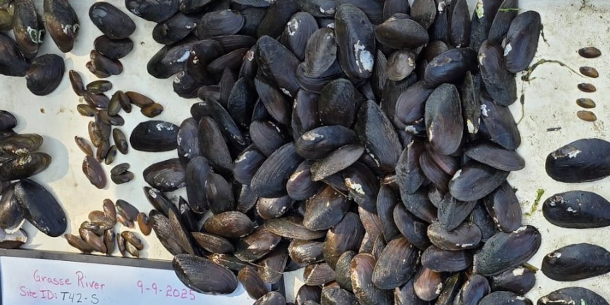 Mussels to return to Grasse River near Massena
