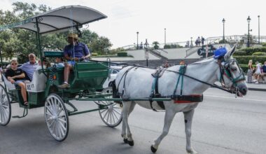 New Orleans mules won’t face horse ban like NYC, Texas | News