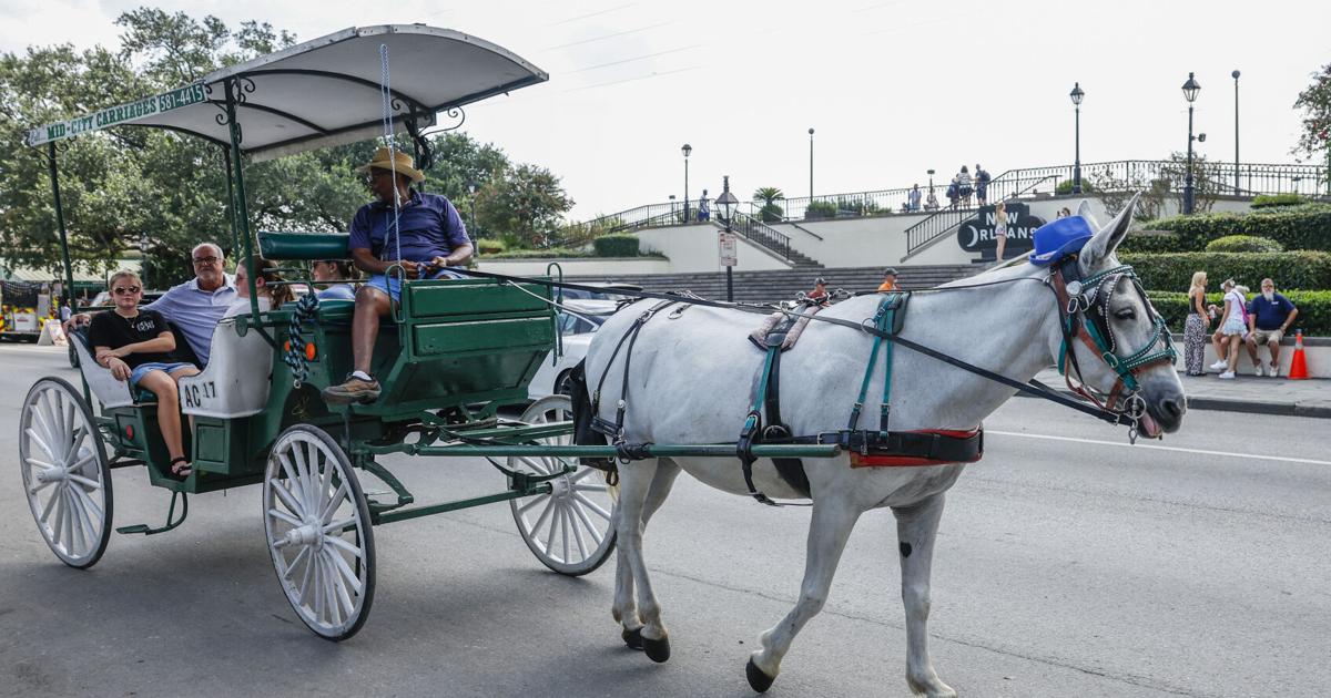 New Orleans mules won’t face horse ban like NYC, Texas | News