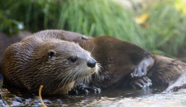Otter Spotted In Bronx River For First Time In A Century