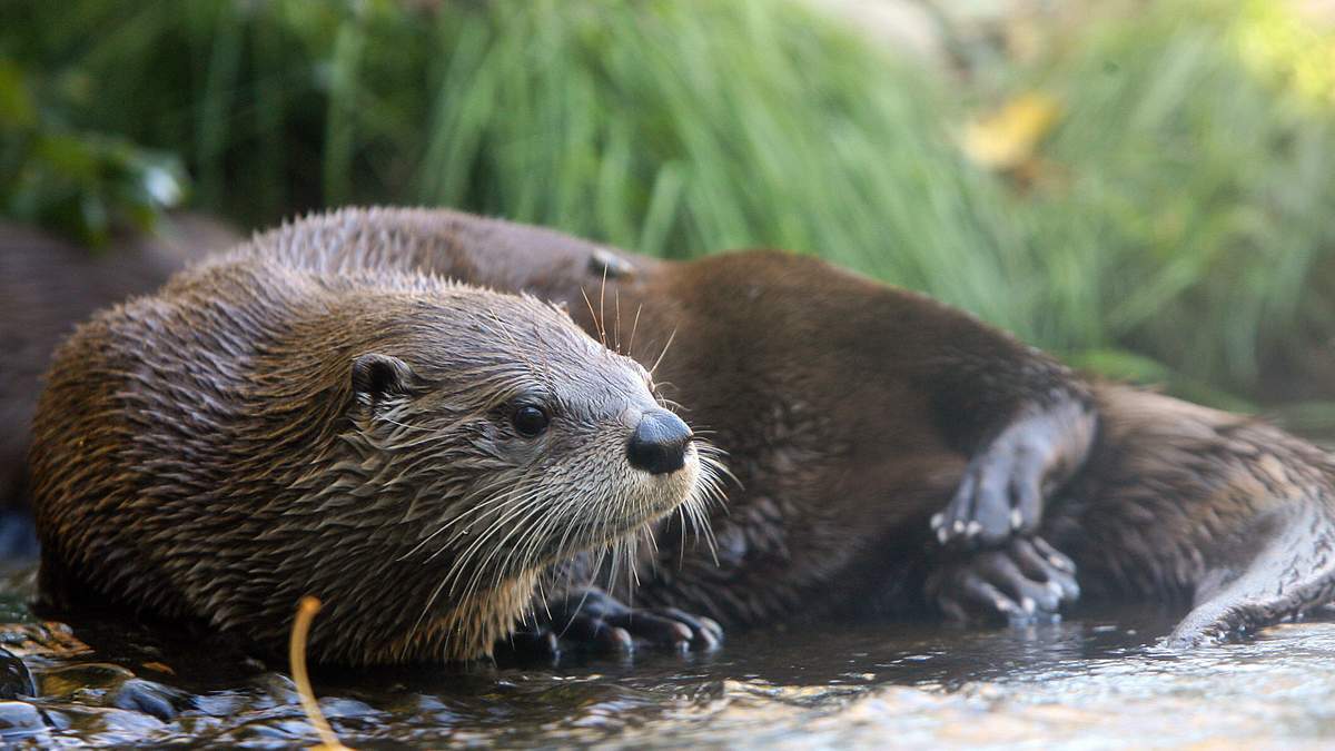 Otter Spotted In Bronx River For First Time In A Century