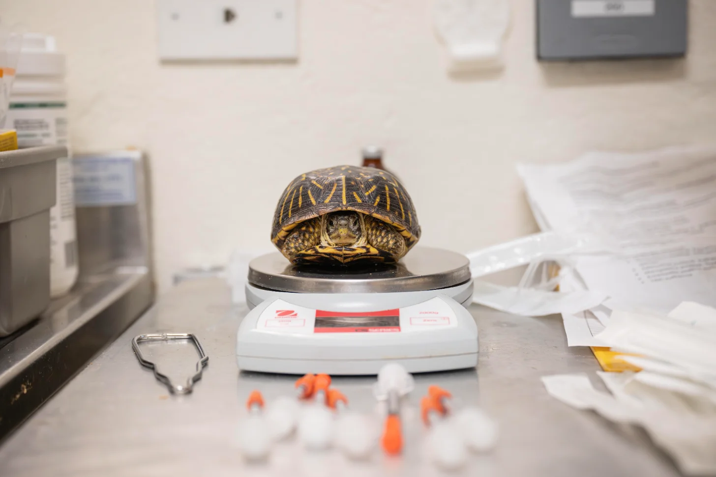 A box turtle with a patterned shell sits on a digital scale in a laboratory setting, surrounded by small orange and white objects and scientific equipment.