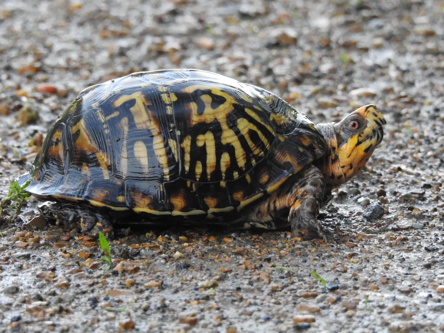 A box turtle with a dark shell decorated with yellow striped patterns walks across gravelly ground with small rocks and sparse green plants.