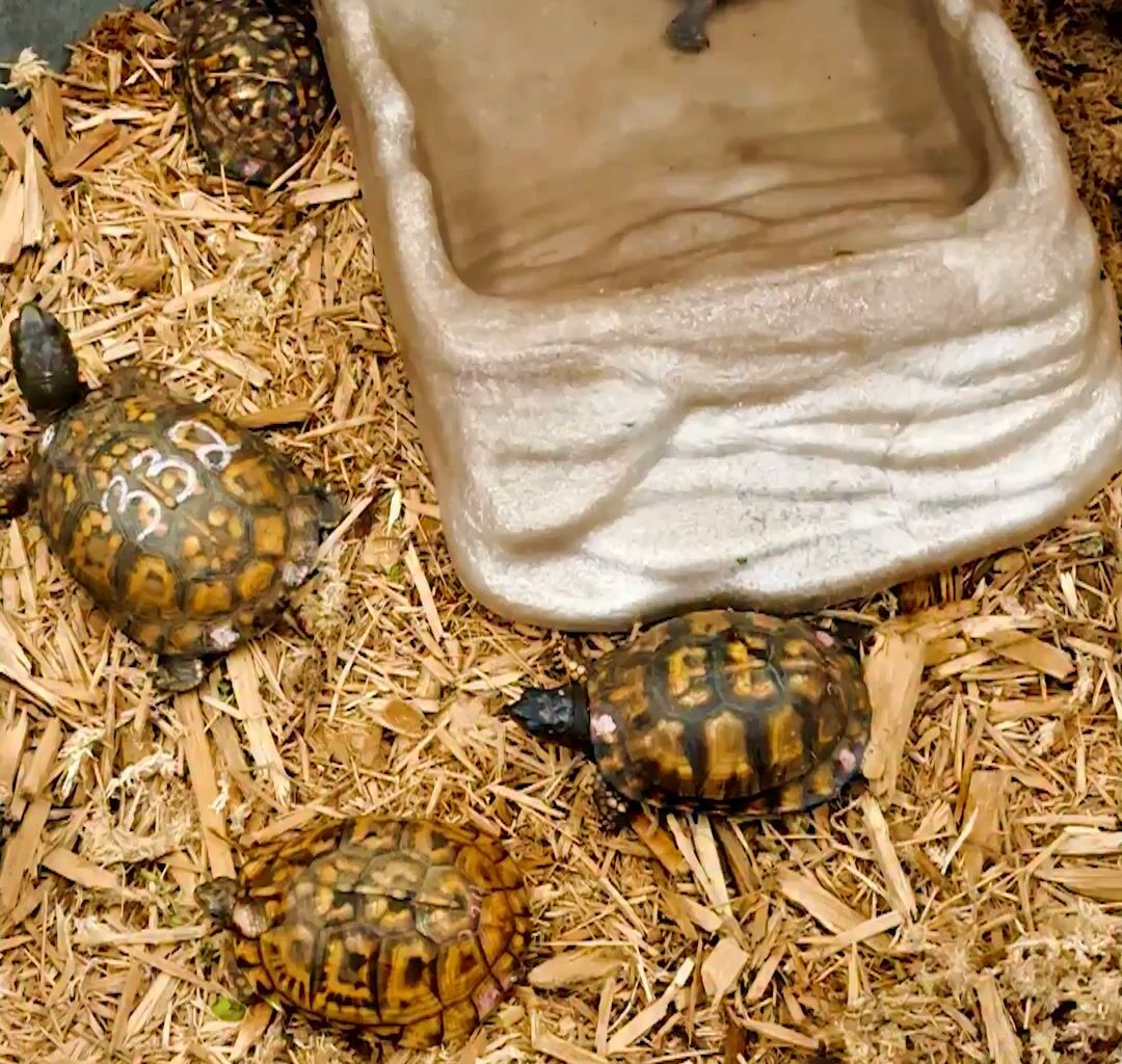 Box turtles that have been rescued from smugglers have been given a second chance at the Bronx Zoo, where they can rehabilitate before returning to their natural habitats. Correction: An earlier version of this video, using information from the Bronx Zoo, stated incorrectly that more than half of the turtles had been returned to the wild. In fact, about half have been sent to state wildlife agencies. We deleted the earlier video. https://nyti.ms/4y7YqzF