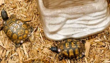 Box turtles that have been rescued from smugglers have been given a second chance at the Bronx Zoo, where they can rehabilitate before returning to their natural habitats. Correction: An earlier version of this video, using information from the Bronx Zoo, stated incorrectly that more than half of the turtles had been returned to the wild. In fact, about half have been sent to state wildlife agencies. We deleted the earlier video. https://nyti.ms/4y7YqzF