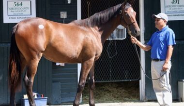 Bucchero Gets New Beginning as New York Stallion