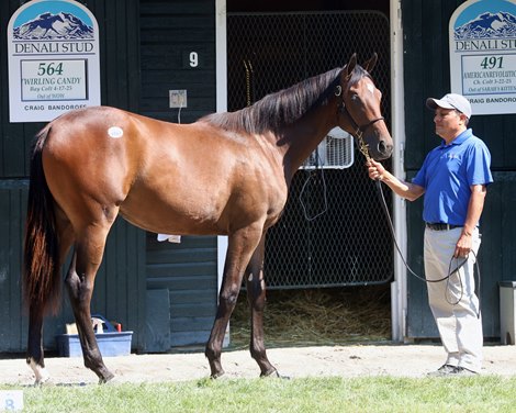 Bucchero Gets New Beginning as New York Stallion