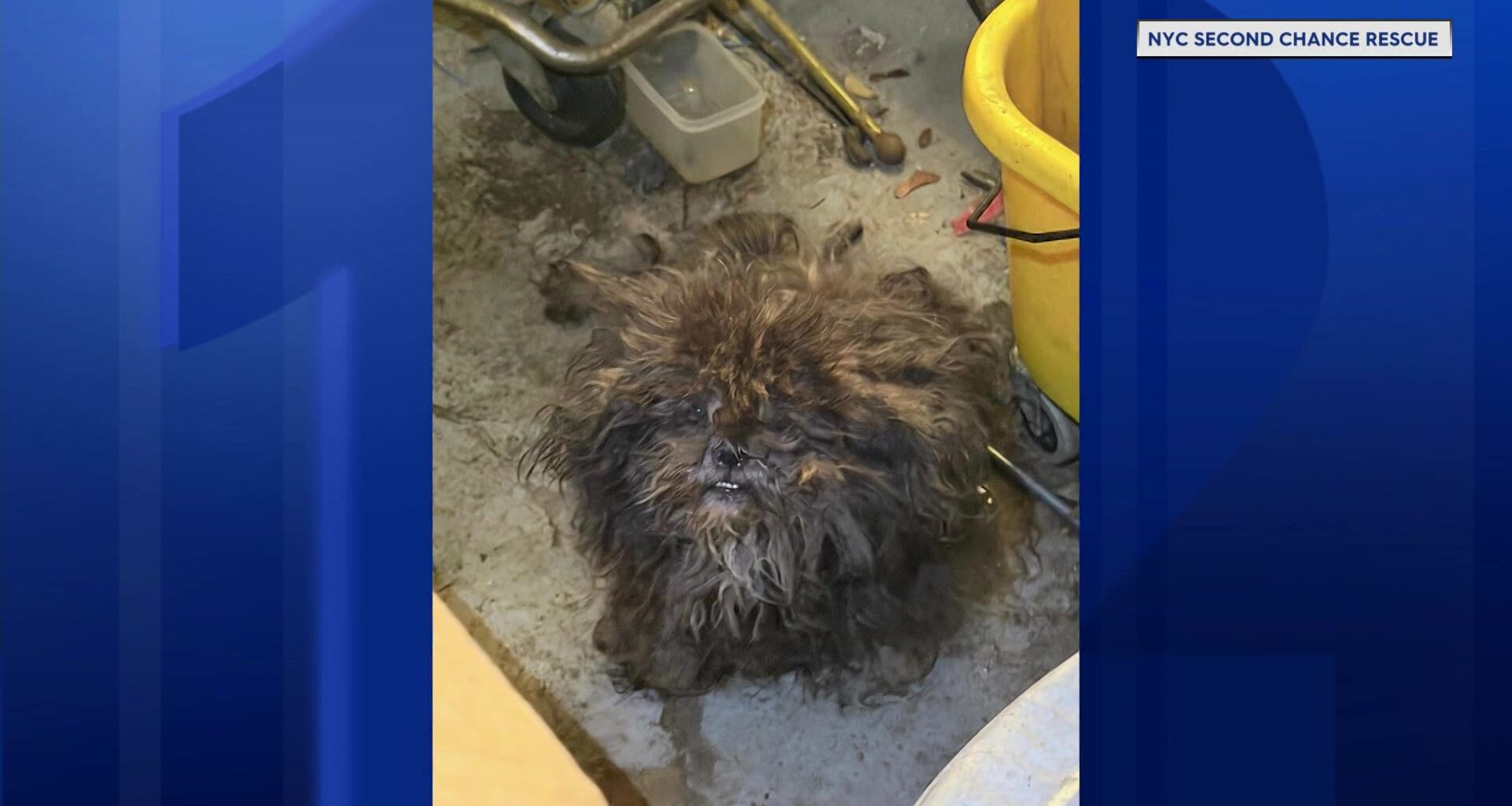 News 12 | Bronx | 2 Dogs Rescued From Dire Conditions In Bronx Basement